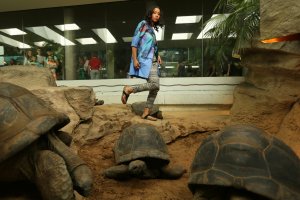 A model with Galapagos tortoises on Wednesday, April 1, 2015 at the St. Louis Zoo. Photo by Huy Mach, hmach@post-dispatch.com